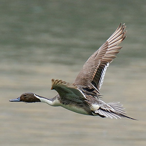 Northern Pintail